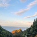 울릉벚꽃 이미지