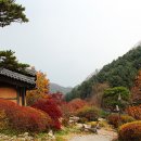 단풍나무 이미지