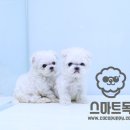 스마트독 이미지
