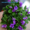 바이올렛 이미지