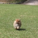 Pom생Pom사 이미지