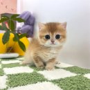 대구고양이분양 테디럽 이미지