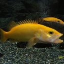 황쏘가리 이미지