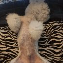 블링블링하개 이미지