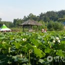 연꽃 만개한 사찰서 즐기는 축제한마당﻿ /청운사, 하소백련 축제 개막 이미지