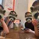 솔비네 집 이미지