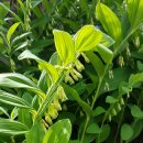 금장초등학교 이미지