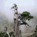 신단수