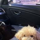 삼막애견공원 내 화장실 | 안양 삼막애견운동장