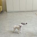 효성애견