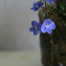 베로니카 이미지