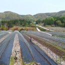 대박기원농장 이미지