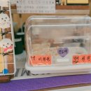 진도개 53카페 이미지