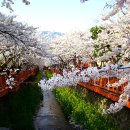 국내 벚꽃 축제 여행지 BEST3 이미지