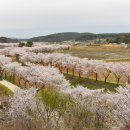 당진순성 벚꽃길 이미지