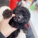 도그메리트 강아지 이미지