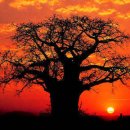 바오밥나무 이미지