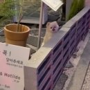 카페 마틸다(cafe matilda)