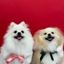 뽀송뽀송 애견미용 이미지