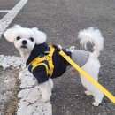 내품에 강아지 | [아트돌, 펫로스 인형] 말티즈 강아지인형제작