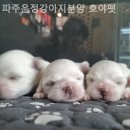 파주운정강아지분양호야펫