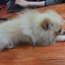 우리집앞동물병원 이미지