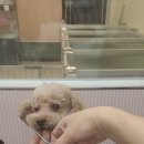 두미샾(#)