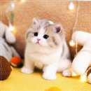 강남고양이분양 호야캣 | 강남에서 만난 독특한 고양이 공간, 호야캣:))