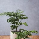 행복나무 이미지