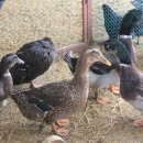 태승농장 이미지