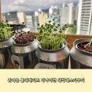 자연홈스쿨 식물재배 퍼니어캔 새싹채소키우기