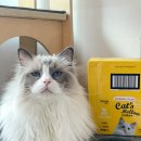캣츠앤독 | 고양이 대용량 츄르 추천 더독앤캣 캣츠멜로우 짜먹는 간식