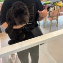 루이유치원 | 강아지 훈련유치원 등원일지 #2