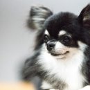 깜둥이