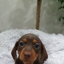 쥬티펫 신탄진점 이미지