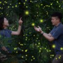 호텔 반딧불이 이미지