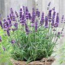 라벤더키우기 가장 중요한건? 이미지