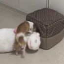 인형과 함께 이미지