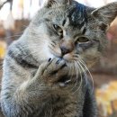 잘가또와 이미지