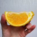 송지농장 이미지