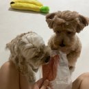 댕쓰마켓 이미지