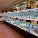 도그인 그레이 이미지