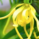 Ylang Ylang