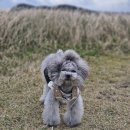 인천강아지분양 판도라독 가정분양 이미지