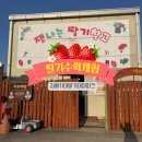 가야테마파크 | 김해 딸기체험 설향딸기 김해가야딸기테마파크 후기