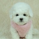 도그비숑 이미지