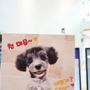 클래시독스 이미지