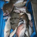 (유)신안물산 오마이뉴스