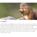 Red squirrel in England - 영국의 붉은 다람쥐 이미지