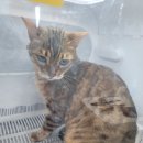 미미캣살롱&고양이호텔 이미지